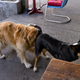 Illustration for article titled Tiny horses, Porsches, and dogs in Land Rovers: strange days in Malibu